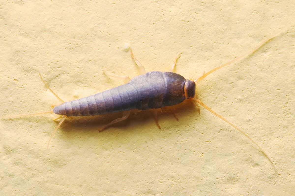 pesciolini d'argento: cosa significa vederli per casa