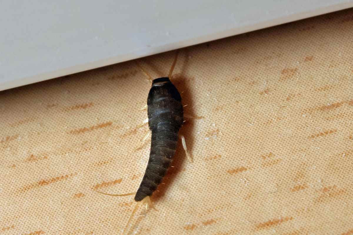 pesciolini d'argento: cosa significa vederli per casa